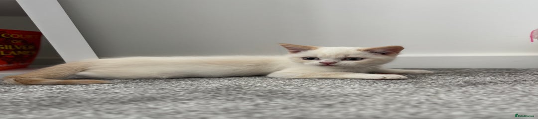 British Shorthair Kitten 2