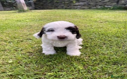 Cockapoo dogs for sale: Cockerpoo puppies  - Image 1