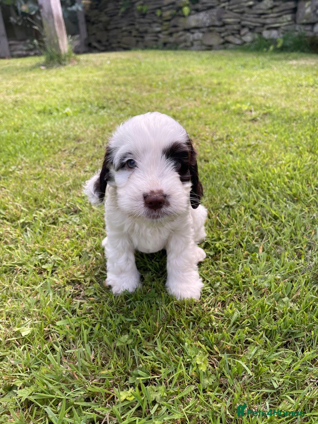 Cockapoo dogs for sale: Cockerpoo puppies  - Image 1