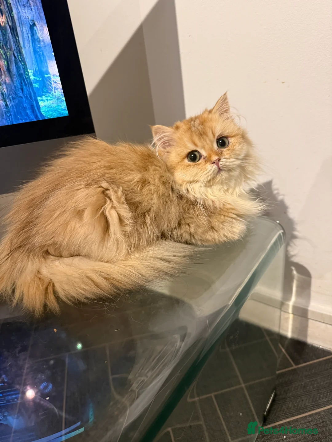 British Longhair cats for sale: GCCF reg BLH Last Chocolate Golden Male Kitten - Advert 28