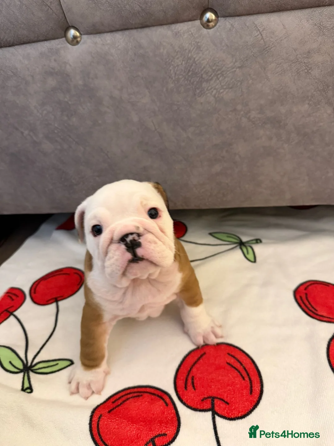 English Bulldog dogs for sale: *2 Boys* Bulldog Puppies - KC Standard/Registered - Advert 11