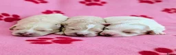 Maltipoo dogs for sale: Toy Maltipoo puppies - DNA health tested parents! - Advert 7
