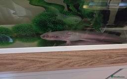 Axolotl reptiles for sale: Adult axolotl a full set up for sale - Image 9