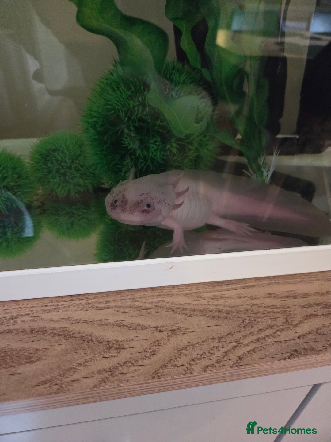 Axolotl reptiles for sale: Adult axolotl a full set up for sale - Image 9
