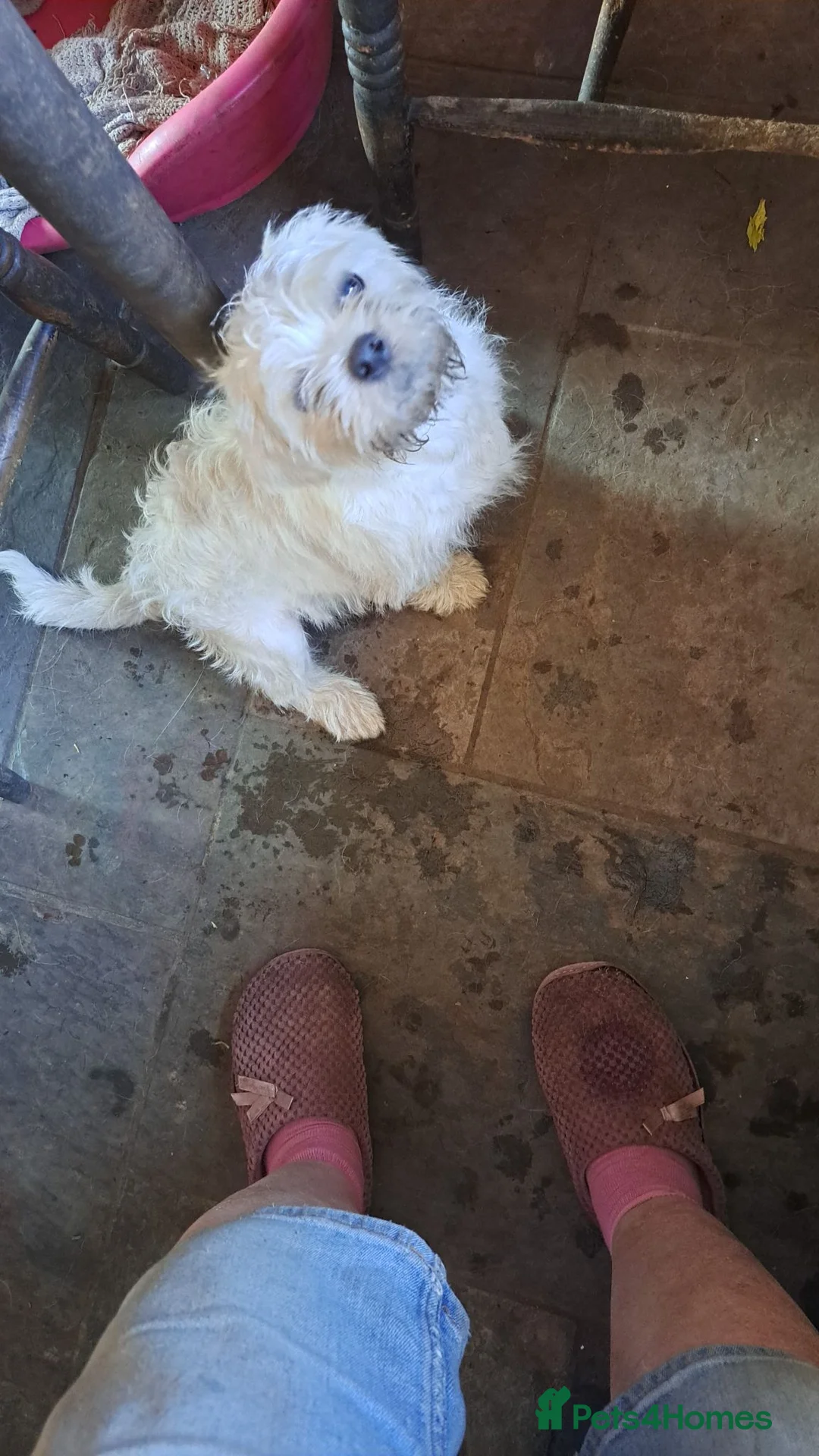 Mixed Breed dogs for sale: Jack russell cross pug/shih tzu - Advert 2