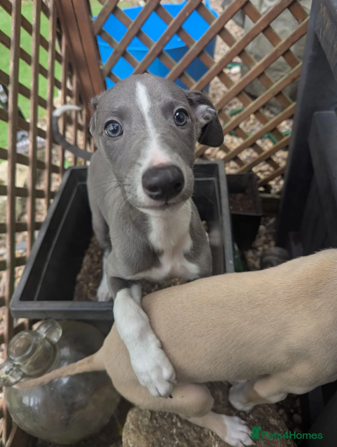 Whippet dogs for sale: Beautiful friendly blue and white male - Advert 2