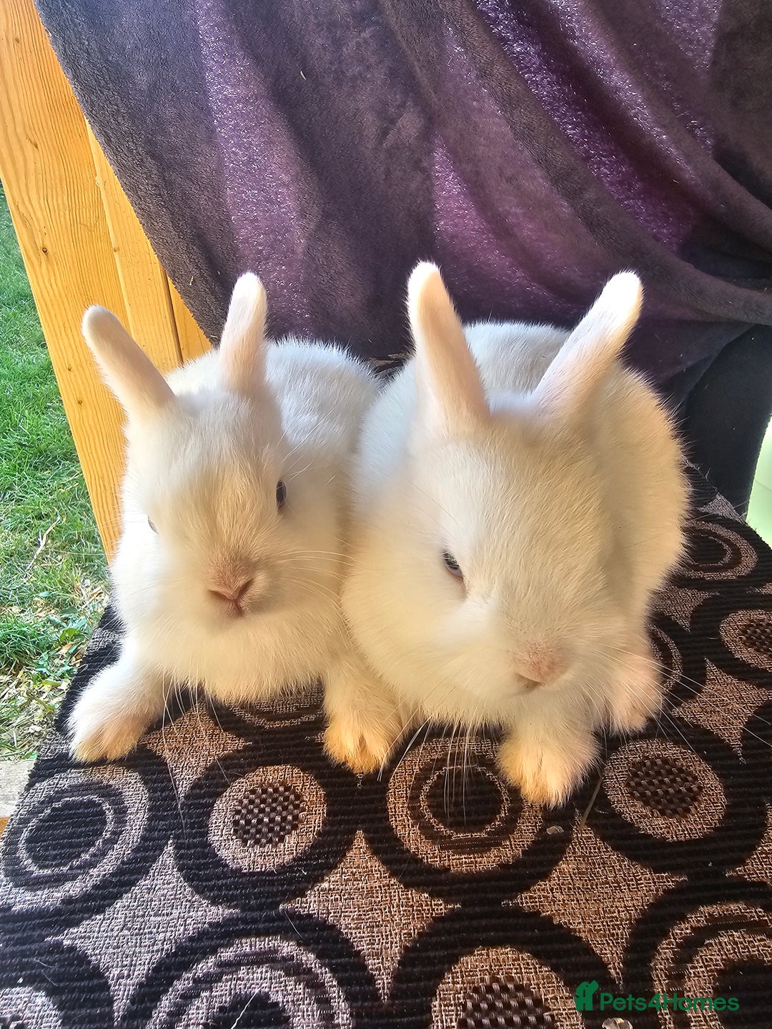 Netherland Dwarf rabbits for sale: Netherland dwarf rabbits bred from show stock  - Image 5