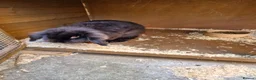 English Lop rabbits for sale: Boy bunny looking for new home  - Advert 2
