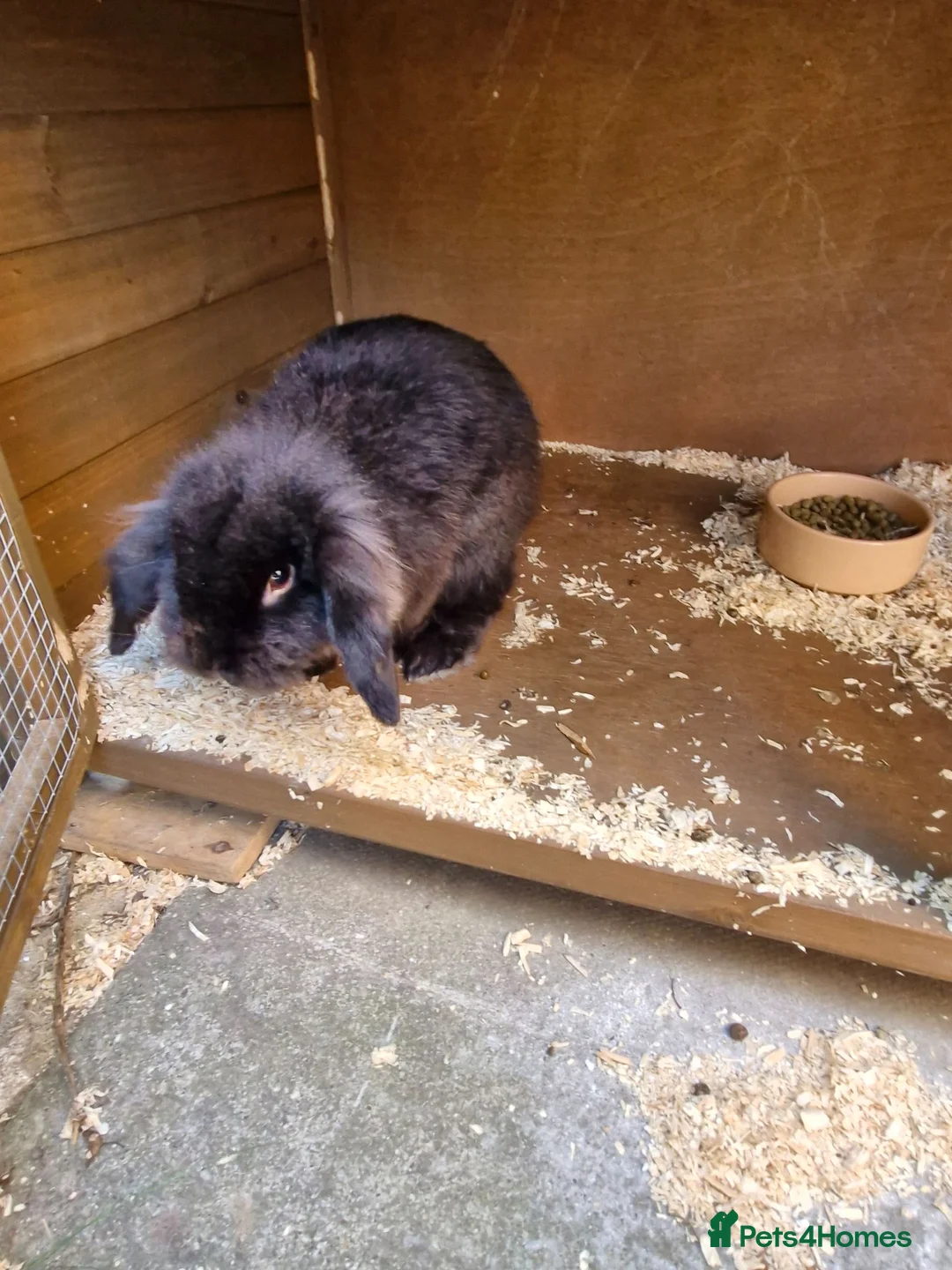English Lop rabbits for sale: Boy bunny looking for new home  - Advert 2