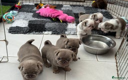 Pug dogs for sale: Stunning litter lilac tans and lilac tan pandas - Image 5