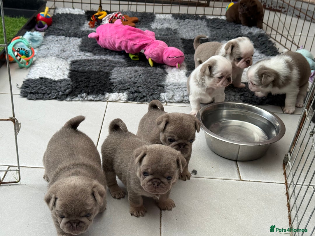 Pug dogs for sale: Stunning litter lilac tans and lilac tan pandas - Image 5