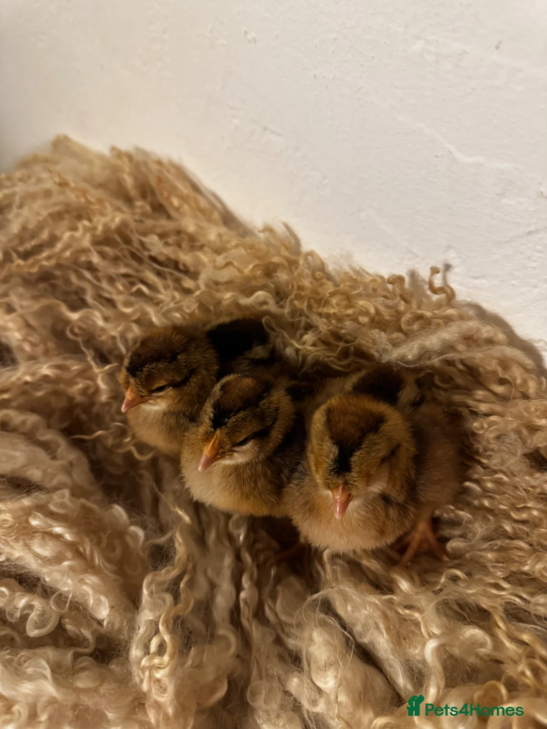 Chickens poultry for sale: Cream Legbar Chicks, Poults & Hatching Eggs in Cockermouth - Advert 2
