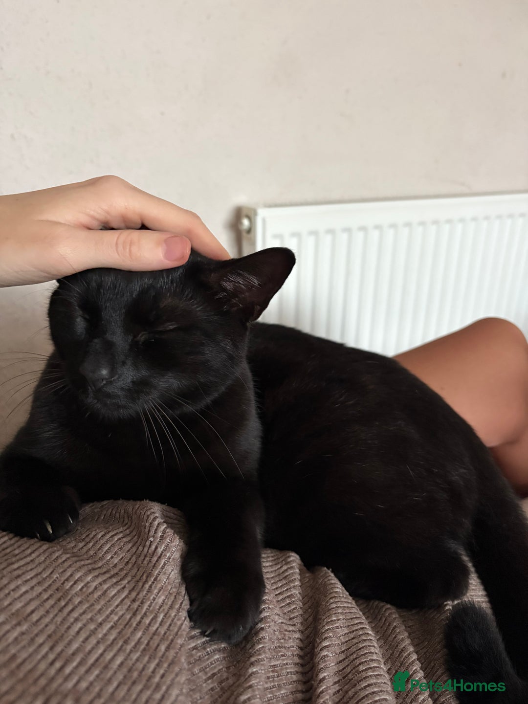 Mixed Breed cats for sale: Male Black Cat - Advert 2