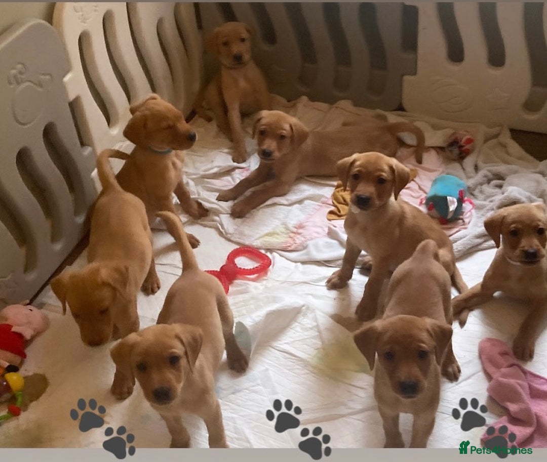 Labrador Retriever dogs for sale: KC registered Fox Red Labrador pup (last girl)🐾 in Saltcoats - Image 9