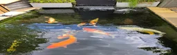 Koi Carp fish for sale: Various koi in Radstock - Advert 2