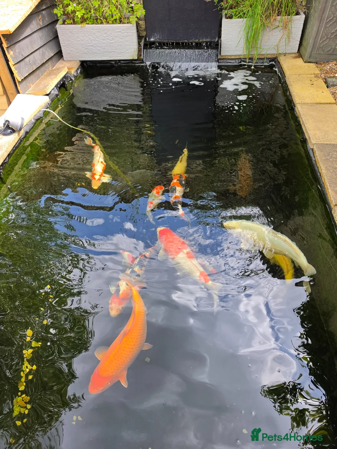 Koi Carp fish for sale: Various koi in Radstock - Advert 2