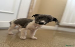 Mixed Breed dogs for sale: Stunning wiggy puppies  - Image 9