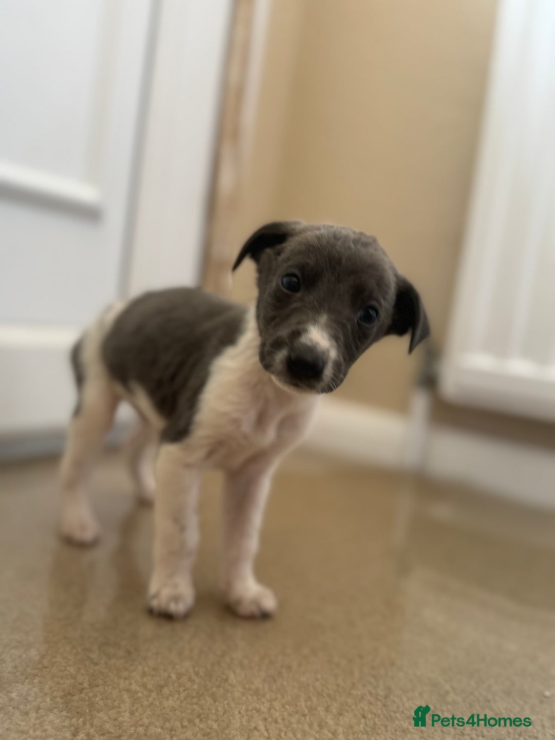 Mixed Breed dogs for sale: Stunning wiggy puppies  - Image 9