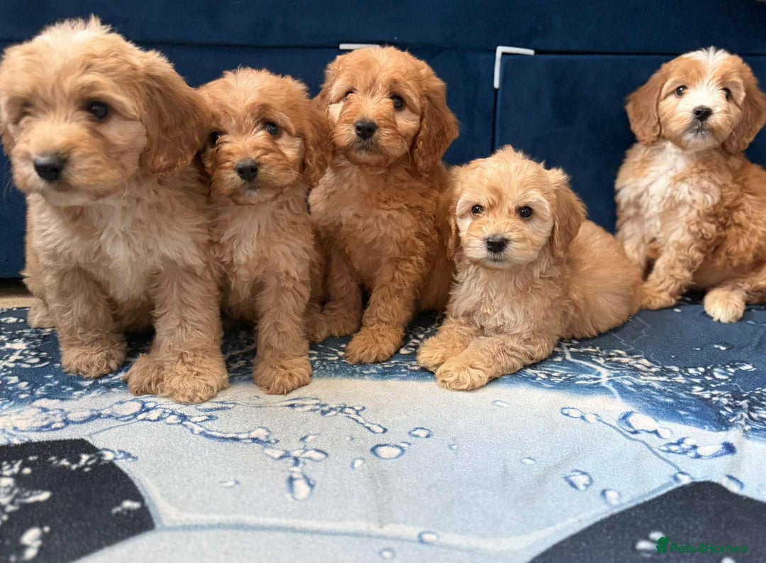 Cockapoo dogs for sale: Ready to go adorable cockapoo puppies  - Image 8