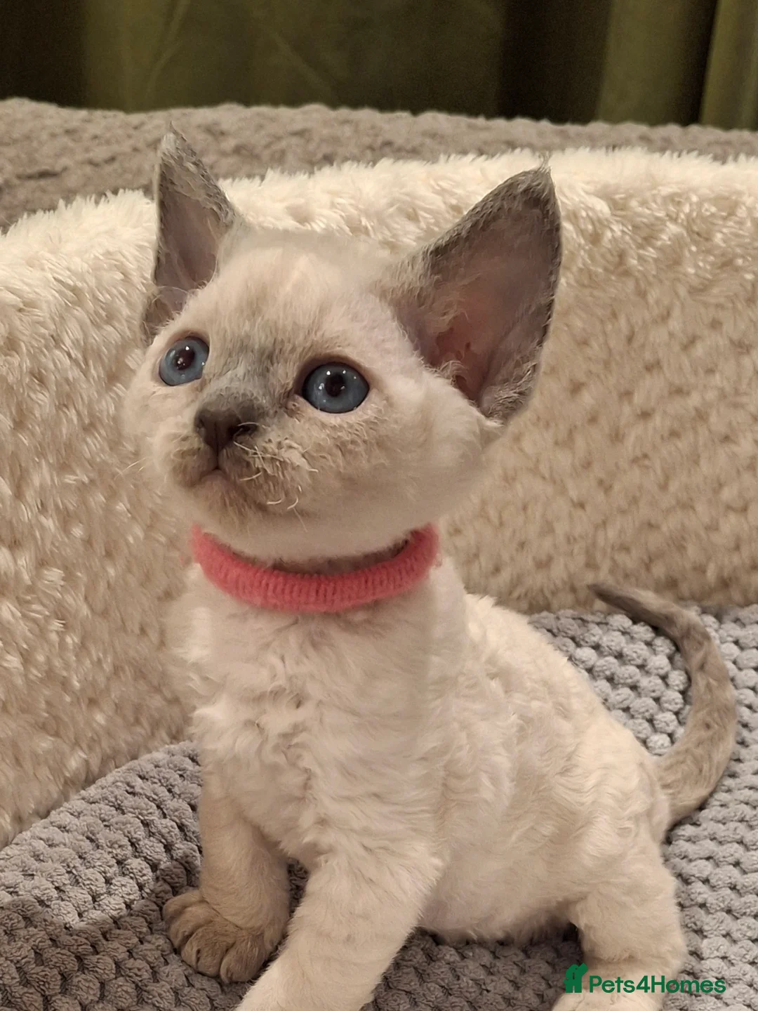 Devon Rex cats for sale: 🌸 Devon Rex with blue eyes FIFE registered  🌸 - Advert 19
