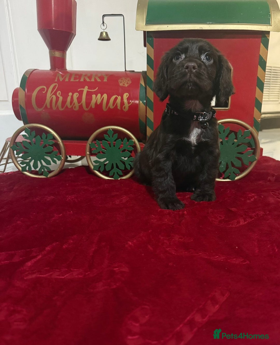 Cocker Spaniel dogs for sale: Working Cocker Spaniel Puppies - Advert 8