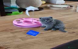 British Shorthair cats for sale: Hurry up 3 🕢Beautiful Scottish fold kitten left in Hatfield - Image 18