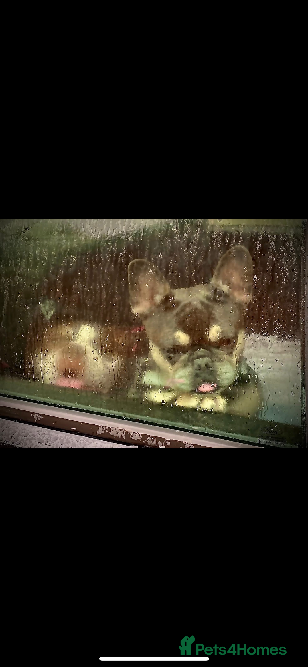 French Bulldog dogs for sale: 1French bull dog 1 English bulldog (read full add) - Advert 6