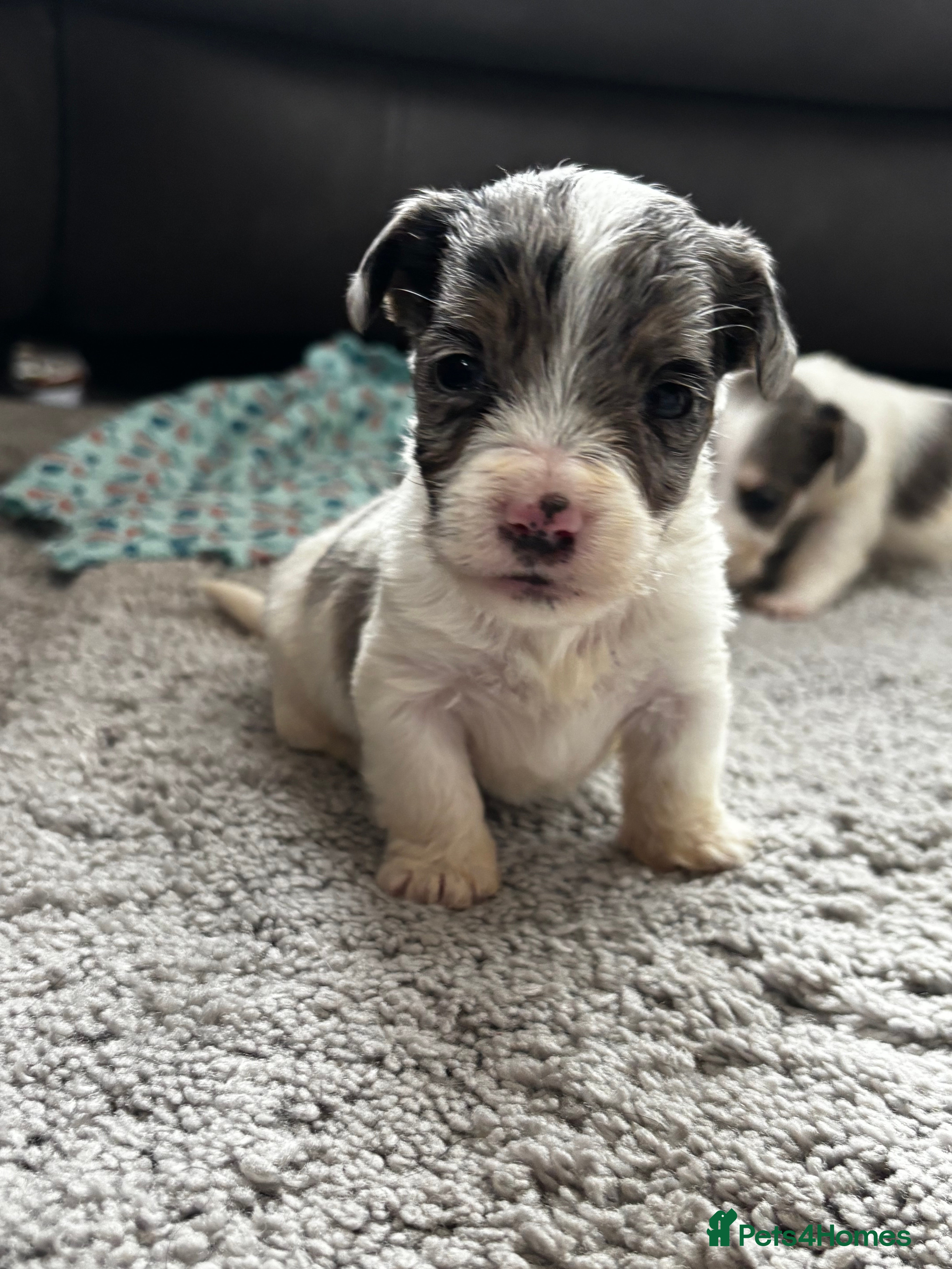 Mixed Breed dogs Terriers for new homes  - Advert 4