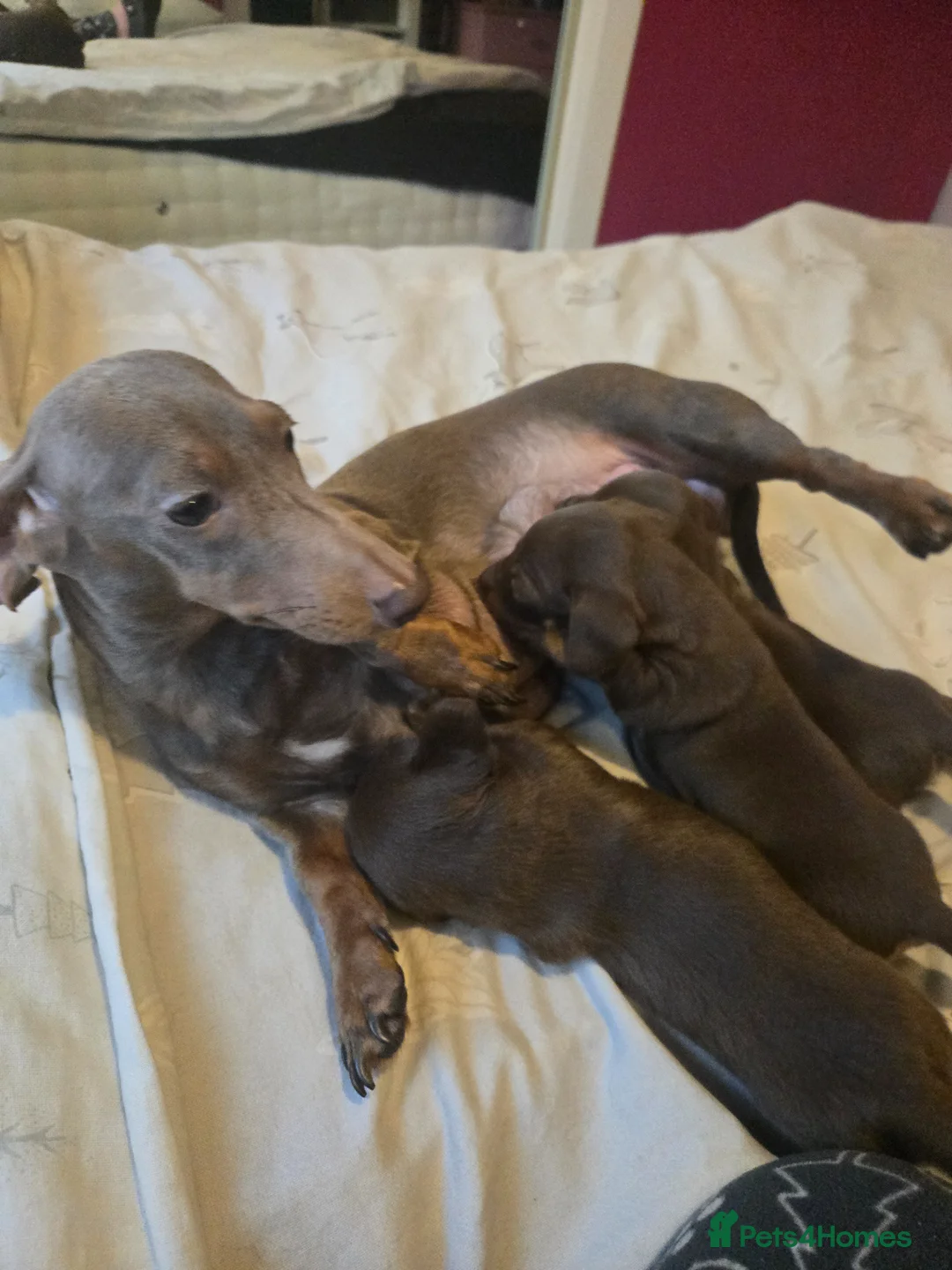 Dachshund dogs for sale: 3 beautiful dachshund pups  - Advert 1