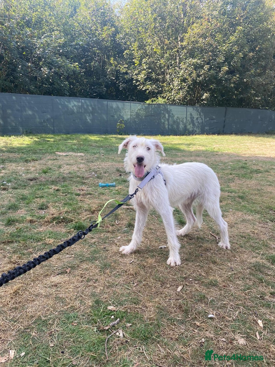 Mixed Breed dogs for adoption: BENJI - a handsome & gentle Boy  for a Loving Home - Image 33