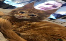 Maine Coon cats for sale: 2 Ginger Maine Coon females  - Image 12
