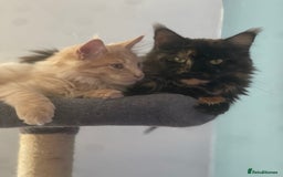 Maine Coon cats for sale: 💖 Maine Coon Kitten Boy Looking for a new home  - Image 7
