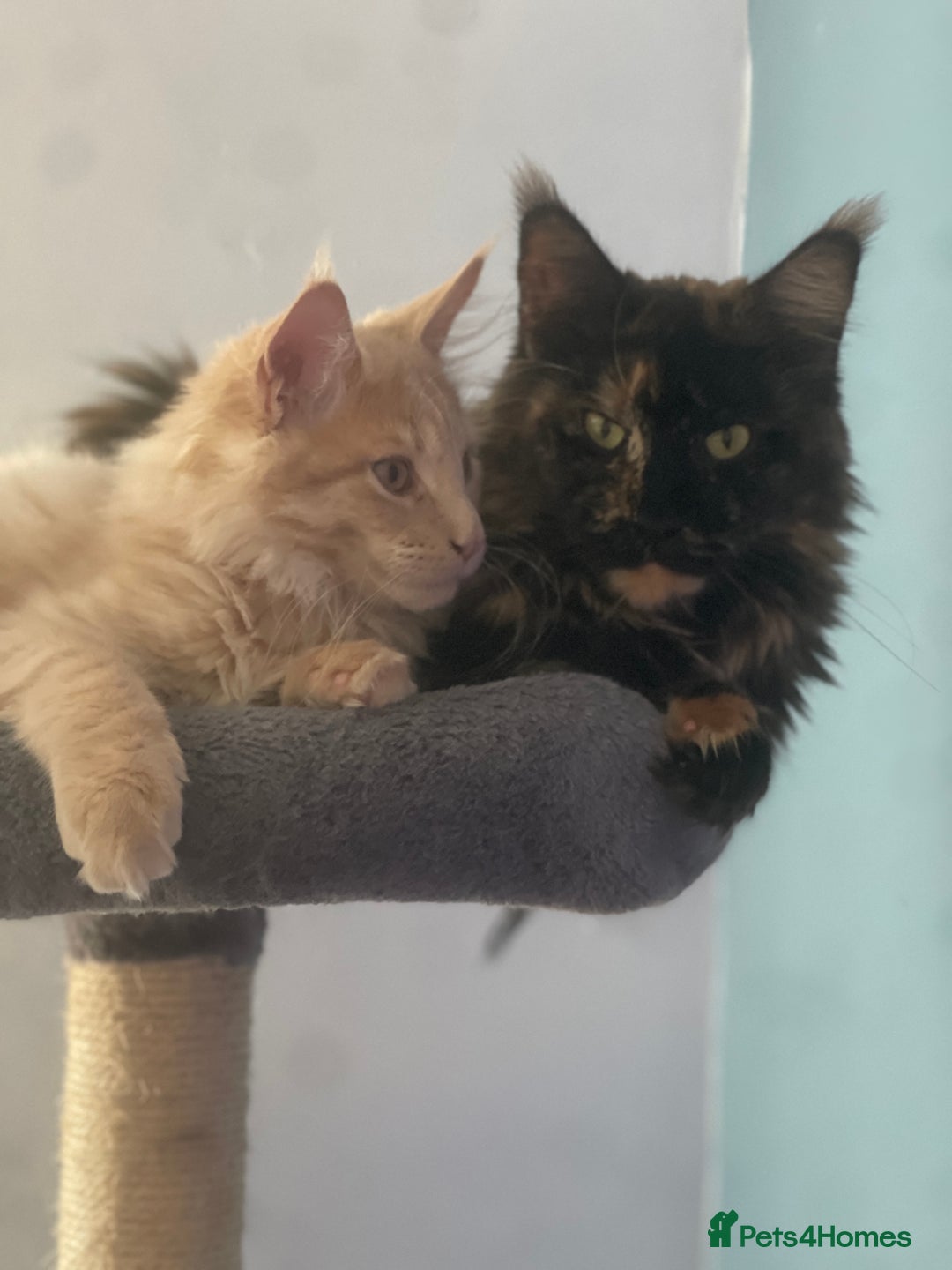 Maine Coon cats for sale: 💖 Maine Coon Kitten Boy Looking for a new home  - Image 7