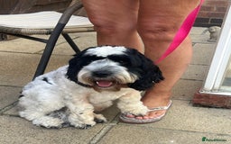 Cockapoo dogs for sale: 16 months cockapoo  - Image 1