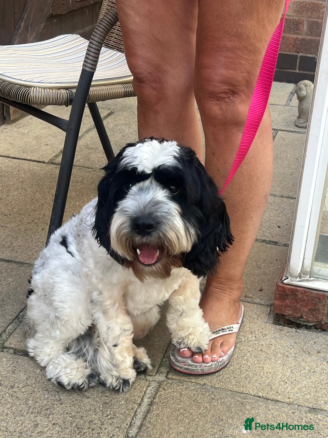 Cockapoo dogs for sale: 16 months cockapoo  - Image 1