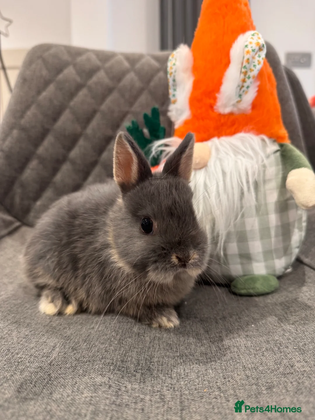 Netherland Dwarf rabbits for sale: Pure Netherland Dwarf Bunnies  - Advert 2