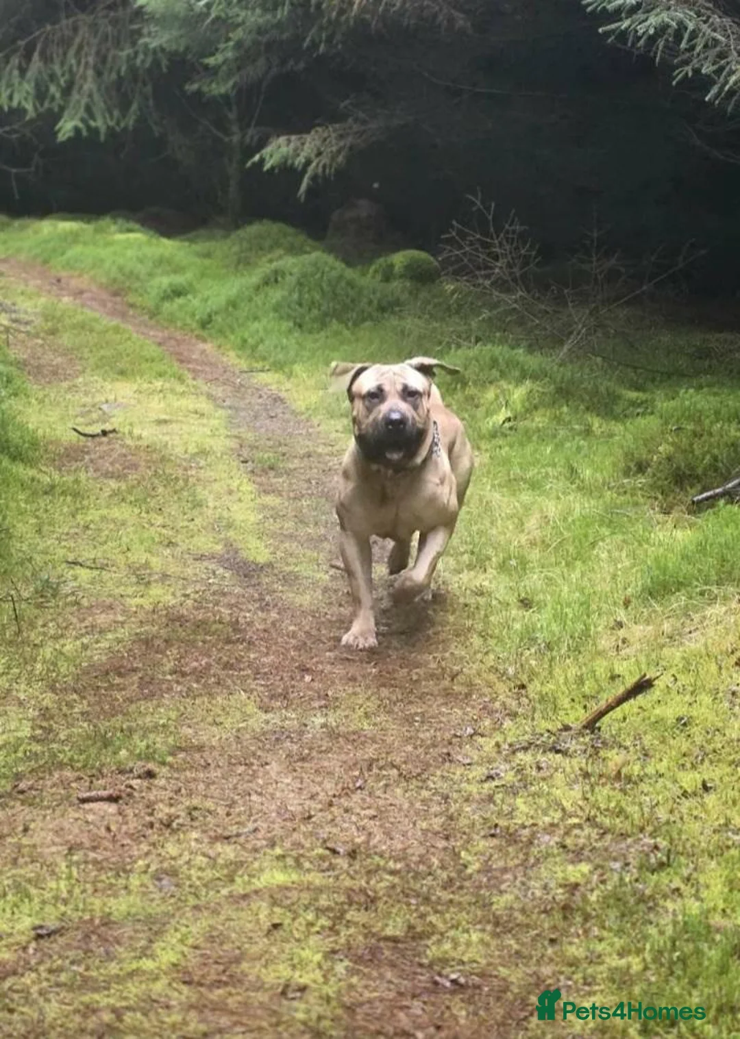 Boerboel dogs for sale: South African boerboel in Sanquhar - Advert 5