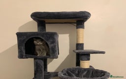 British Shorthair cats for sale: STUNNING BRITISH SHORTHAIR KITTENS  - Image 9