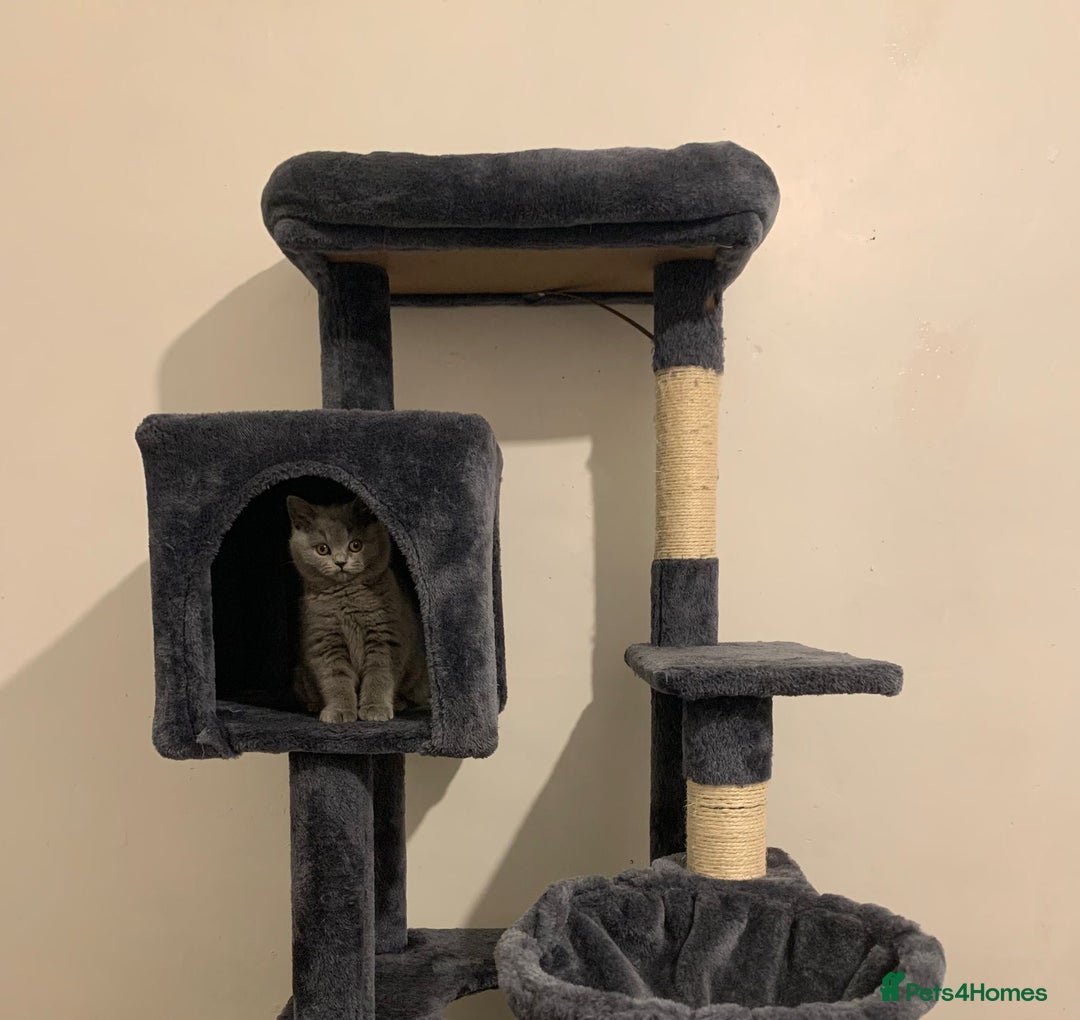 British Shorthair cats for sale: STUNNING BRITISH SHORTHAIR KITTENS  - Image 9