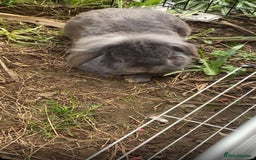 Mini Lop rabbits for sale: Rabbit PLEASE READ ALL DESCRIPTION  - Image 7