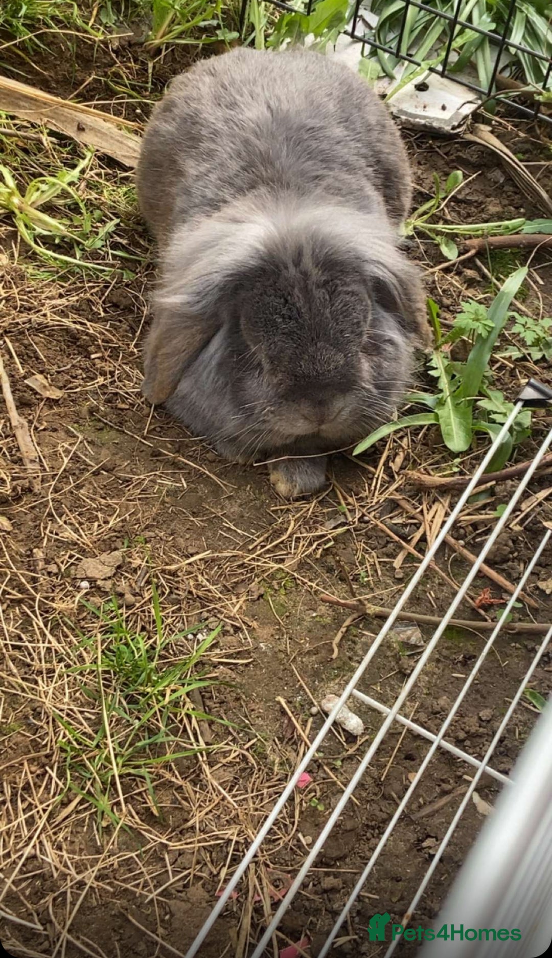 Mini Lop rabbits for sale: Rabbit PLEASE READ ALL DESCRIPTION  - Image 7