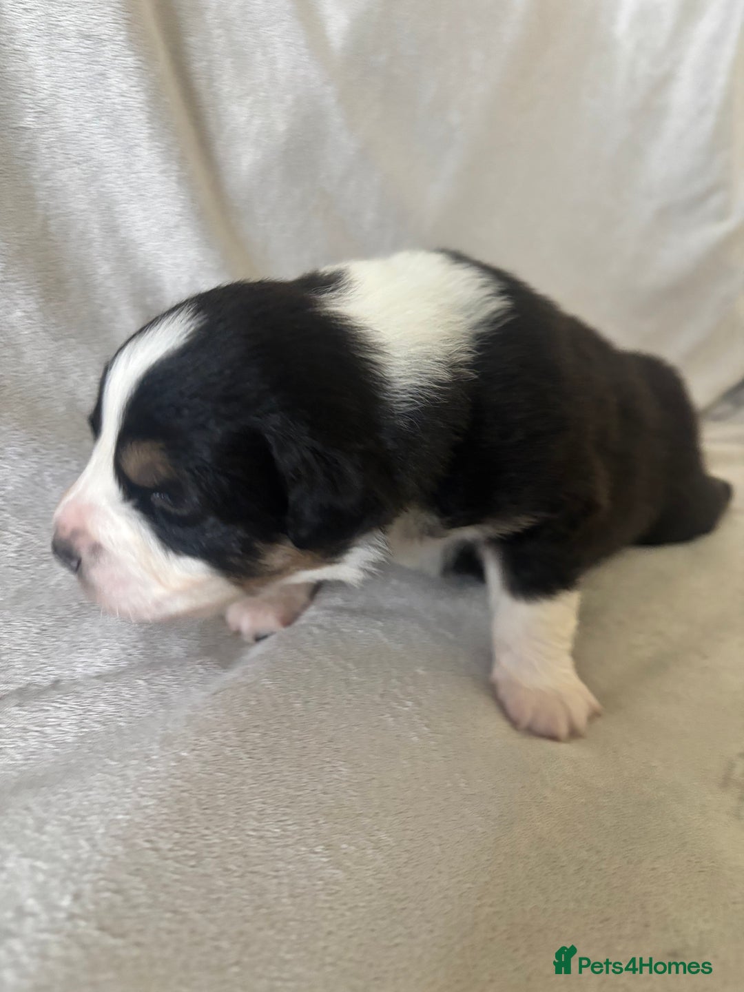 Australian Shepherd dogs for sale: KC registered Australian shepherd puppies  - Advert 18