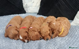 Cavapoochon dogs for sale: Beautiful Cavapoochons looking for forever homes - Image 3