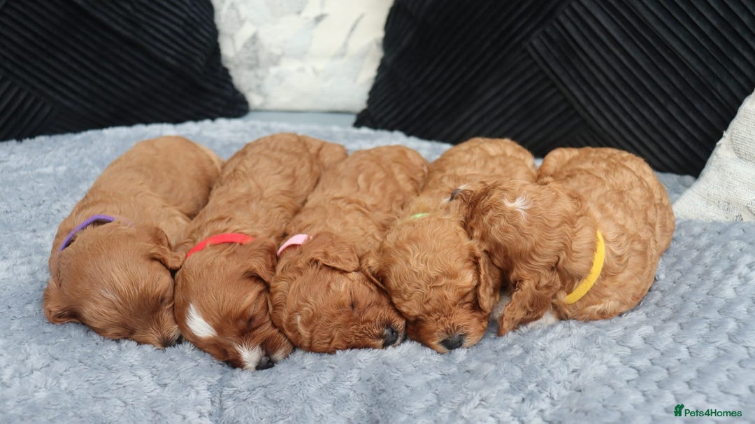 Cavapoochon dogs for sale: Beautiful Cavapoochons looking for forever homes - Image 3