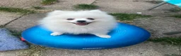 German Spitz dogs for sale: White German Spitz Klein Puppy in Lincoln - Advert 1