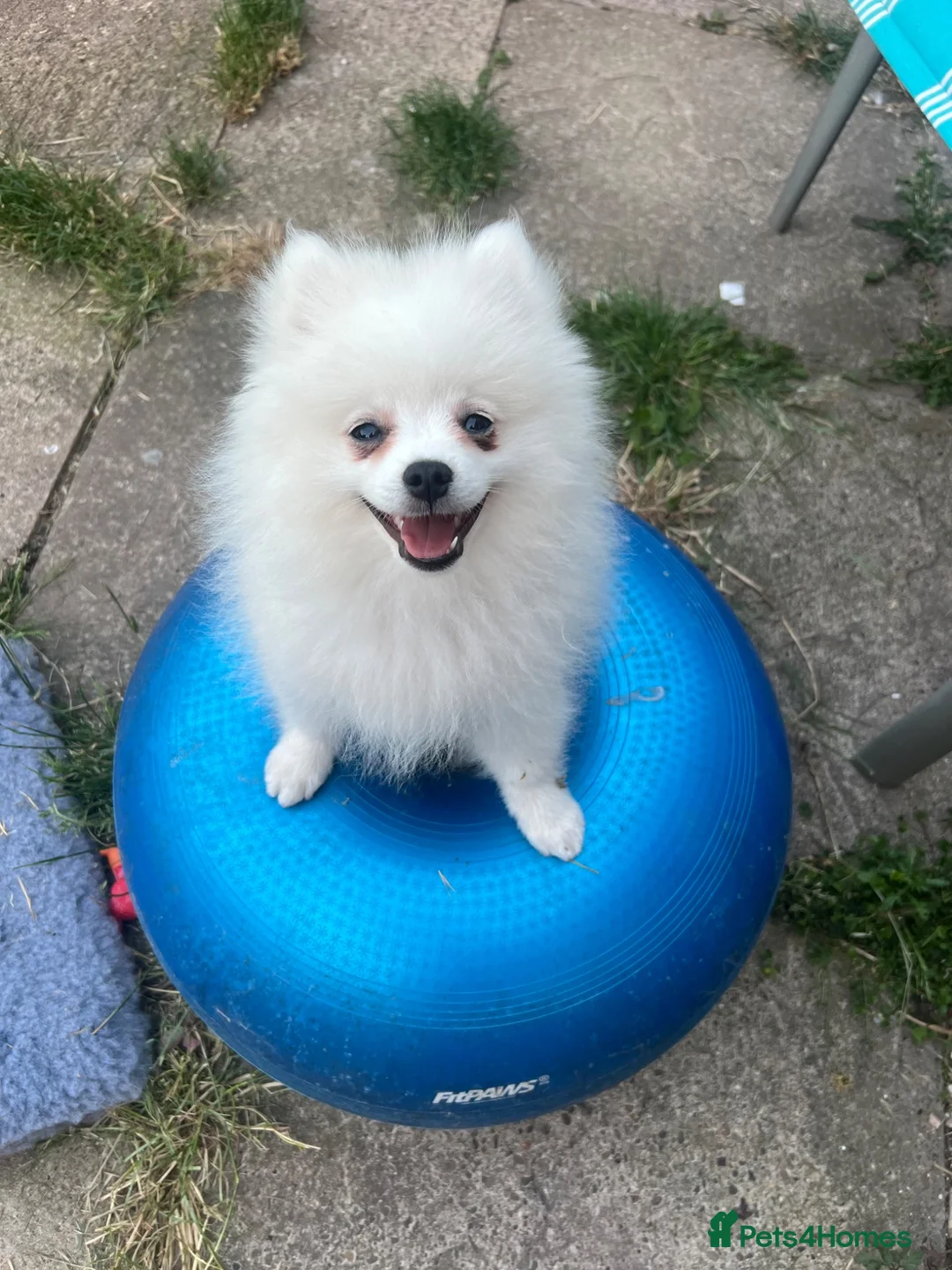 German Spitz dogs for sale: White German Spitz Klein Puppy in Lincoln - Advert 1