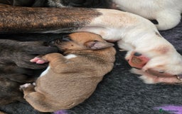 Boxer dogs for sale:  Only 2 girls left... 🥰 - Image 11
