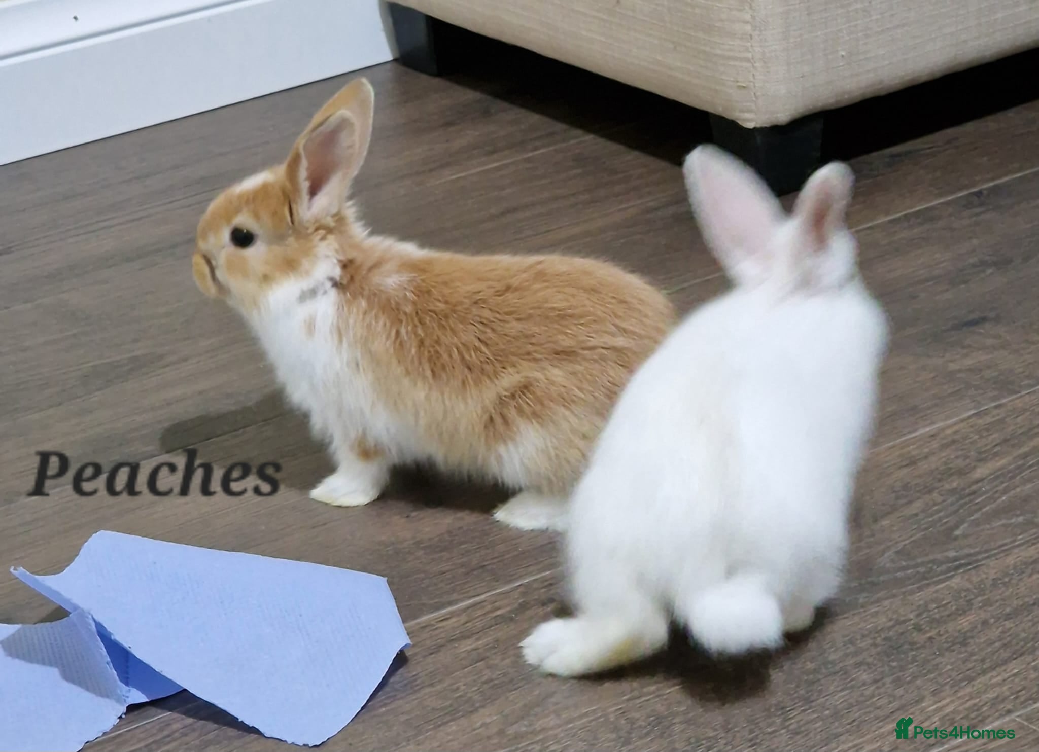 Mini Lop rabbits Adorable Rabbit Kits Looking for a Loving Home 🐰 - Advert 16