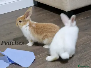 Mini Lop rabbits Adorable Rabbit Kits Looking for a Loving Home 🐰 - Advert 16