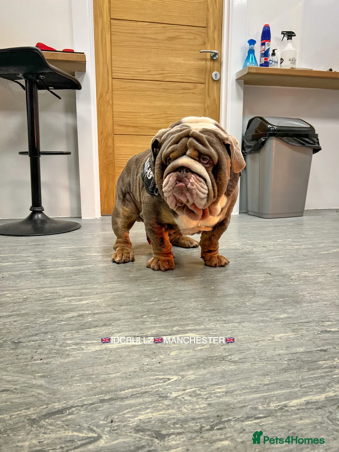 English Bulldog dogs for stud: Uncle Fester in Manchester - Advert 2